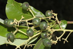 Persea macrantha